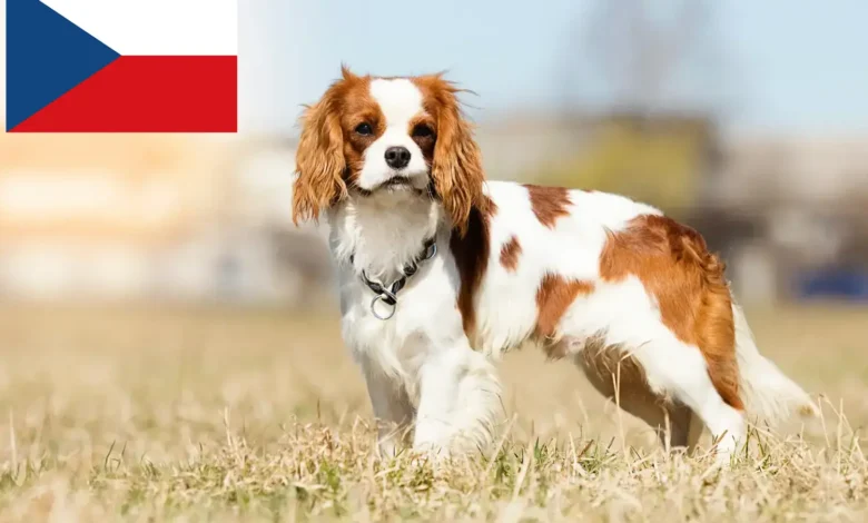 cavalier king charles spaniel züchter in der nähe