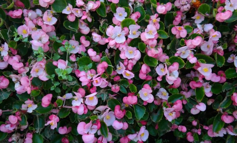 eisbegonien grabgestaltung