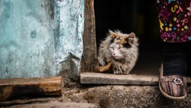 profender spot on katze