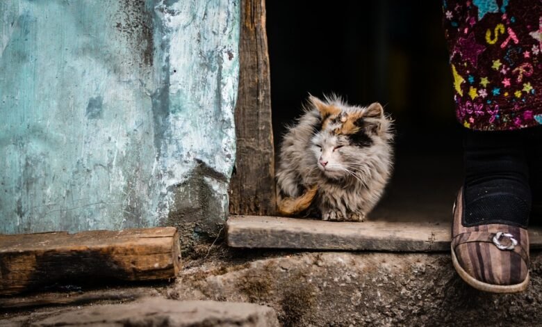 profender spot on katze